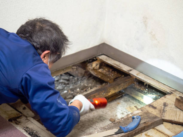 Reliable Lake Holiday, IN Mold Removal Solutions