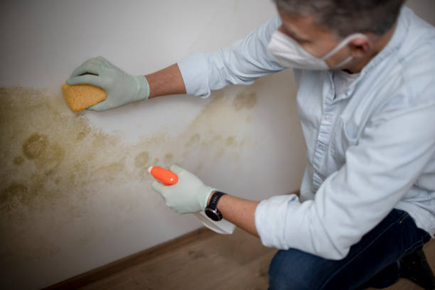Best Toxic Mold Removal  in Lake Holiday, IN