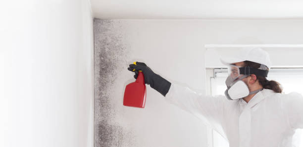 Attic Mold Removal in Lake Holiday, IN