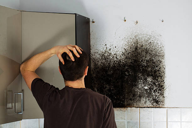 Best Attic Mold Removal  in Lake Holiday, IN