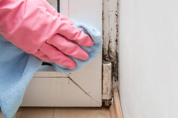 Best Crawl Space Mold Removal  in Lake Holiday, IN